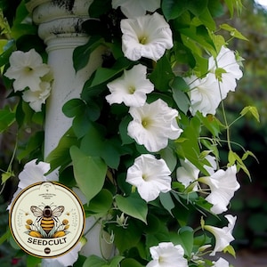Fragrant Moon Vine, Night Blooming Moon Flower, Night Glory Seeds, White Ipomoea Alba IP0715