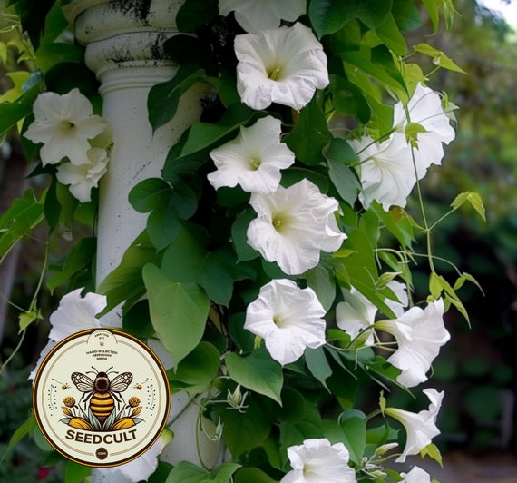 Fragrant Moon Vine, Night Blooming Moon Flower, Night Glory Seeds