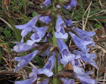 Op de afbeelding: Een close-up van een paarse wilde bloem met een lange stengel en veel delicate bloemblaadjes. De bloem groeit in een veld met bruin gras.