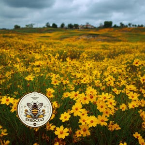 May include: A field of vibrant yellow wildflowers under a cloudy sky. The foreground is filled with the bright blooms, while the background shows a rolling hill. A circular logo with a bee and the text "SEEDCULT" is in the lower left.
