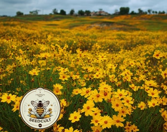 NEW! Lance Leaved Coreopsis Seeds, Southeastern US Native, Florida Native, Coreopsis Lanceolata, CO441C