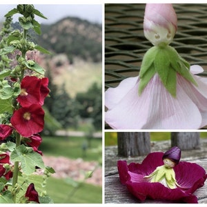 50 Mixed Color Hollyhock Seeds, Alcea Rosea AL8050