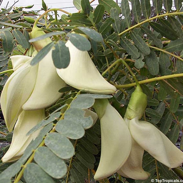 White Hummingbird Tree Seeds, Edible Flowers, Pods and Leaves, Sesbania Grandiflora SB0210