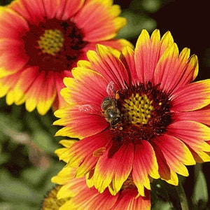 May include: A bee collects pollen from a red and yellow flower with a dark center. The flower has many petals and is in full bloom.