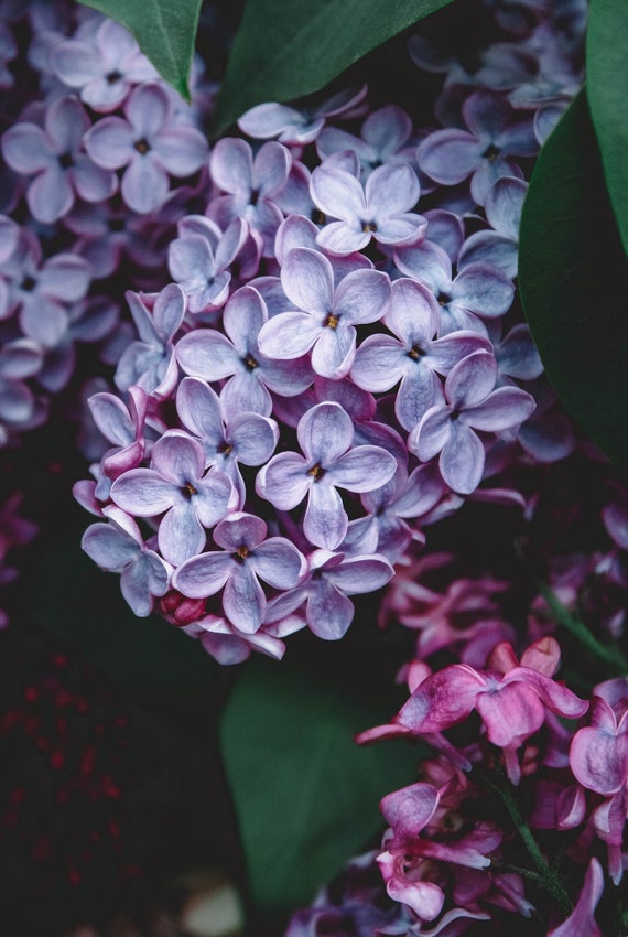 Old Fashioned Lilac Seeds, Shrub, Syringa Vulgaris SY0125