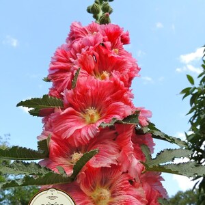 May include: A tall, vibrant pink hollyhock flower with multiple layers of petals and a yellow center. The flower is surrounded by green leaves and set against a blue sky. A Seedcult logo is visible.