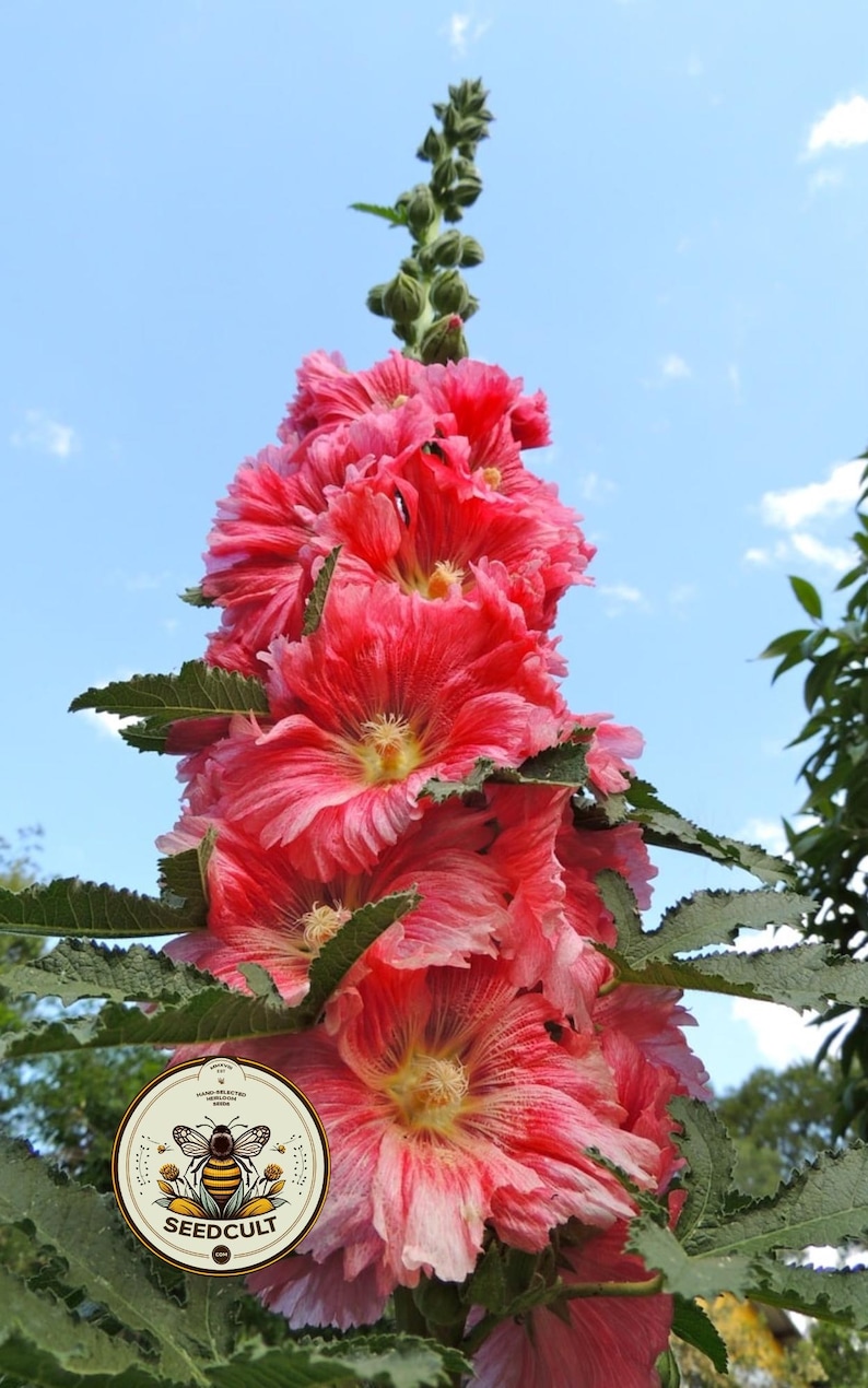 May include: A tall, vibrant pink hollyhock flower with multiple layers of petals and a yellow center. The flower is surrounded by green leaves and set against a blue sky. A Seedcult logo is visible.