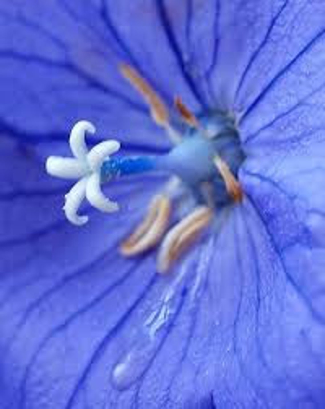 Blue Balloon Flower Seeds Platycodon Grandiflora Etsy