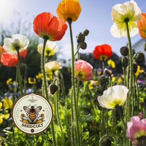 May include: A vibrant garden scene featuring tall, slender stems topped with delicate poppy flowers in shades of red, orange, yellow, and white. A circular logo with a bee illustration and the text SEEDCULT is positioned in the lower left.