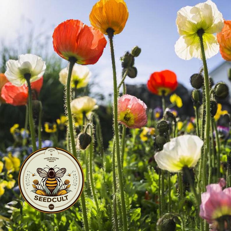 May include: A vibrant garden scene featuring tall, slender stems topped with delicate poppy flowers in shades of red, orange, yellow, and white. A circular logo with a bee illustration and the text SEEDCULT is positioned in the lower left.