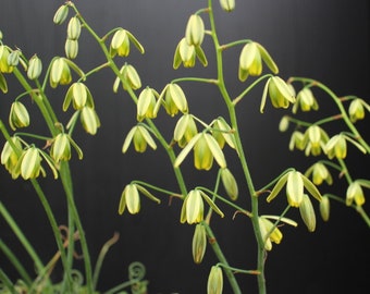 NEW! Dwarf Yellow Lantern Flower Seeds, Albuca Shawii, House Plants, AL6020