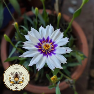 May include: A close-up of a white flower with a purple center and yellow stamens. The flower is in a brown pot with green leaves. A circular logo with a bee and the text "SEEDCULT" is in the lower left corner.
