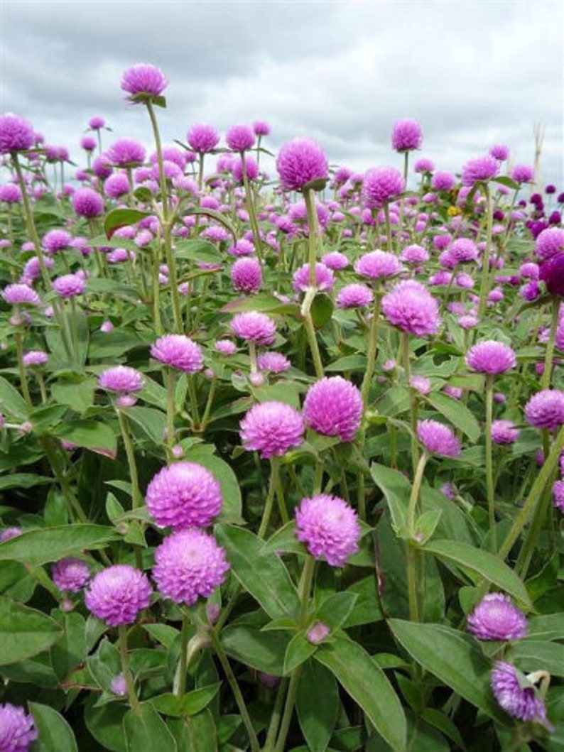 Lilac Globe Amaranth Seeds Gomphrena Etsy