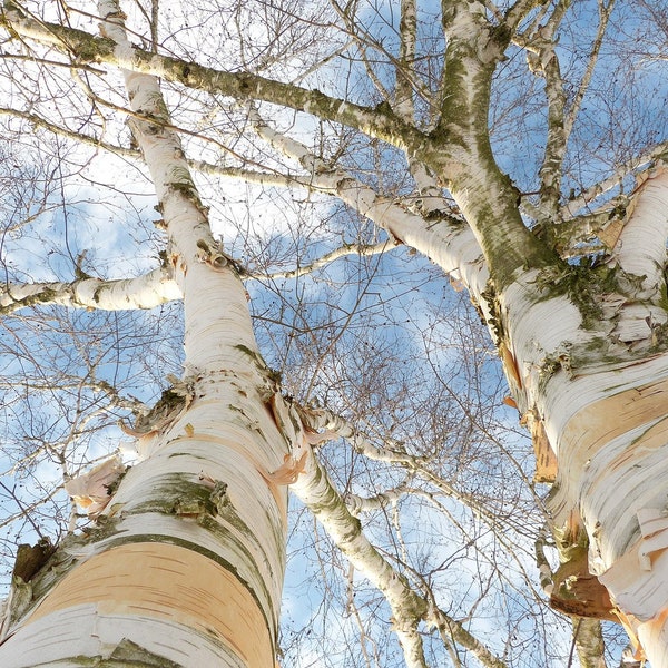 NEW! 500 Paper Birch Tree Seeds, Betula Papyrifera, BE025C