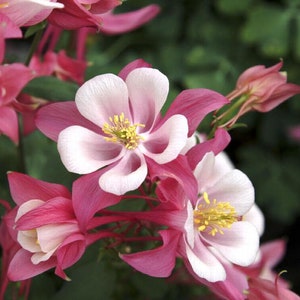 50 Rose Star Columbine Seeds, Flowering Shade Perennial, Aquilegia Rose Star AQ1050