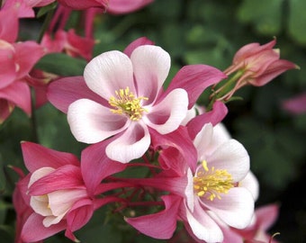50 Rose Star Columbine Seeds, Flowering Shade Perennial, Aquilegia Rose Star AQ1050