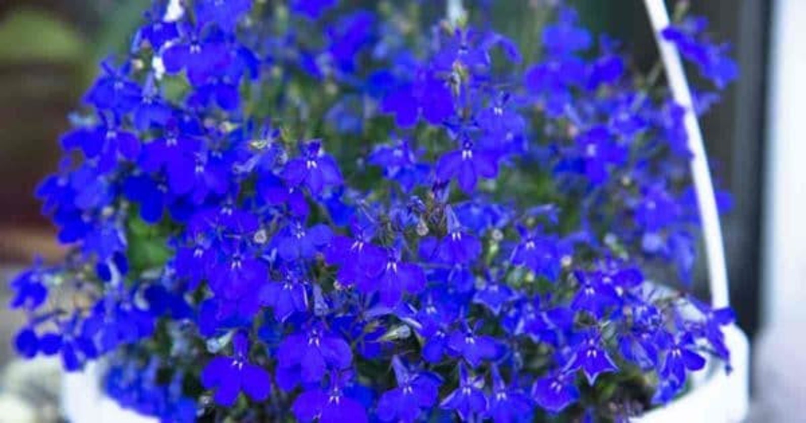 200 Trailing Blue Carpet Lobelia Seeds Erinus Lobelia Ground Etsy