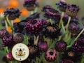 Dragon's Den Black Strawflower Seeds, Dragons Fire x Purple Red, Xerochrysum bracteatum, Helichrysum XC0620