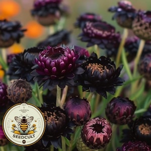 Dragon's Den Black Strawflower Seeds, Dragons Fire x Purple Red, Xerochrysum bracteatum, Helichrysum XC0620
