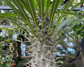 NEW! Madagascar Palm SEEDS, Pachypodium Lamerei PA2010