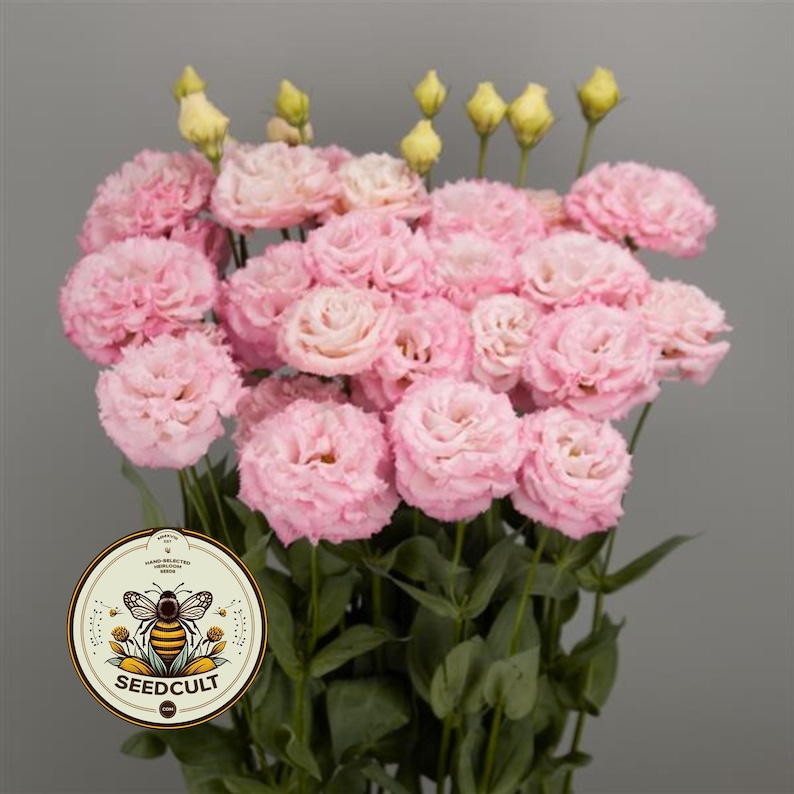 Pink Eustoma Ruffle Celebrity Mimi Pink Lisianthus Seeds, Ruffled Celebrity II, Cut Flowers ...