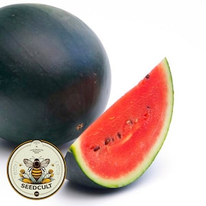 40 Sugar Baby Watermelon Seeds, Citrullus lanatus CI4040
