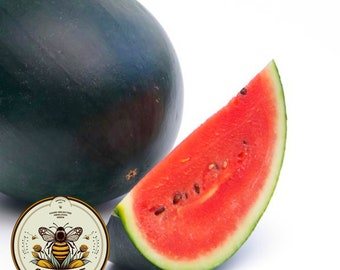 40 Sugar Baby Watermelon Seeds, Citrullus lanatus CI4040