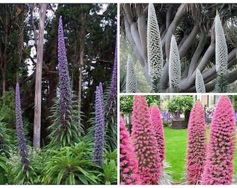 Mix Tower of Jewel Seeds, Blue, Pink, White, Echium Pininana EC8010