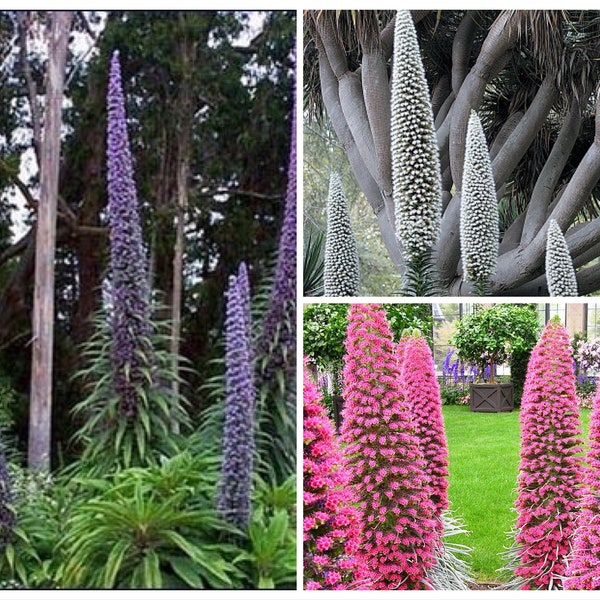 Mix Tower of Jewel Seeds, Blue, Pink, White, Echium Pininana EC8010