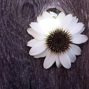 50 White Swan Echinacea Seeds, White Coneflower, Medicinal Plants, Flowers, Herbs EC0650