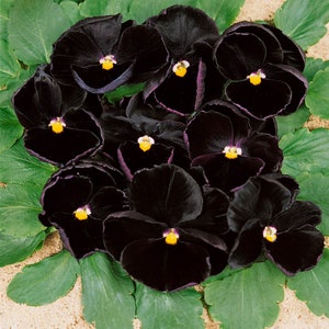 Black Devil Pansy Seeds, Viola wittrockiana VL0125