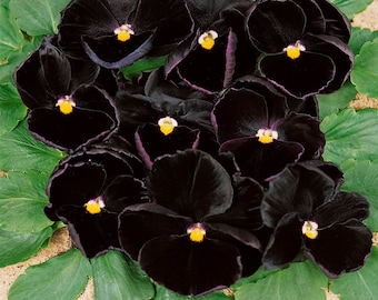 Black Devil Pansy Seeds, Viola wittrockiana VL0125