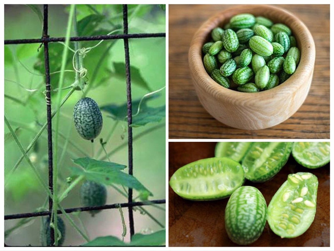 Cucamelon/Mouse Melon Heirloom Seeds