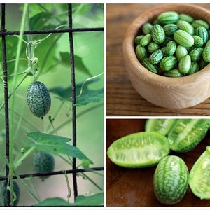 Cucamelon Vine Seeds, Mouse Melon, Tiny Cucumbers, Melothria scabra ME0110