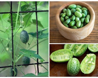 Cucamelon Vine Seeds, Mouse Melon, Tiny Cucumbers, Melothria scabra ME0110