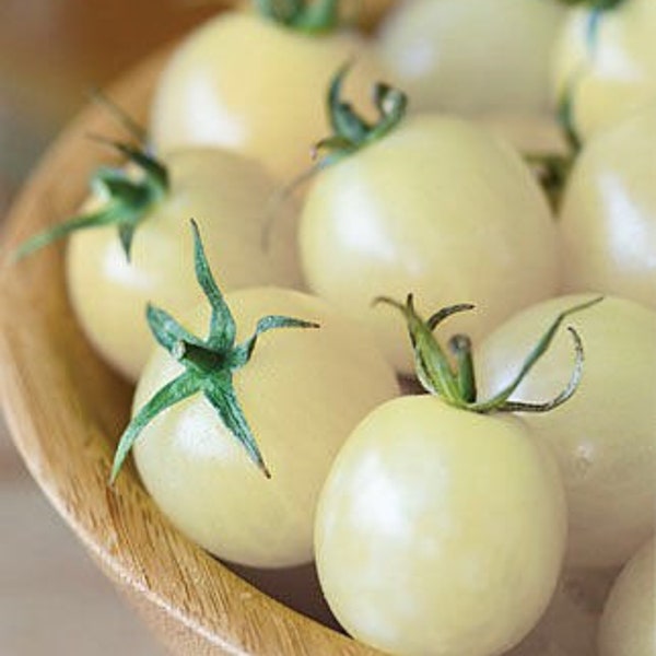 Ice Tomato Seeds, White Cherry Tomato, Non-GMO, Solanum Lycopersicum LY0420