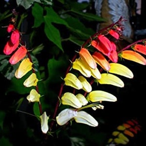 Exotic Love Vine Seeds, Firecracker, Spanish Flag, Mina Lobata, Ipomoea Lobata IP IP0910 image 5