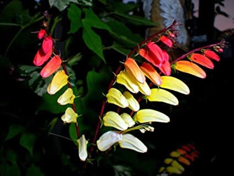 Exotic Love Vine Seeds, Firecracker, Spanish Flag, Mina Lobata, Ipomoea Lobata IP IP0910 image 5