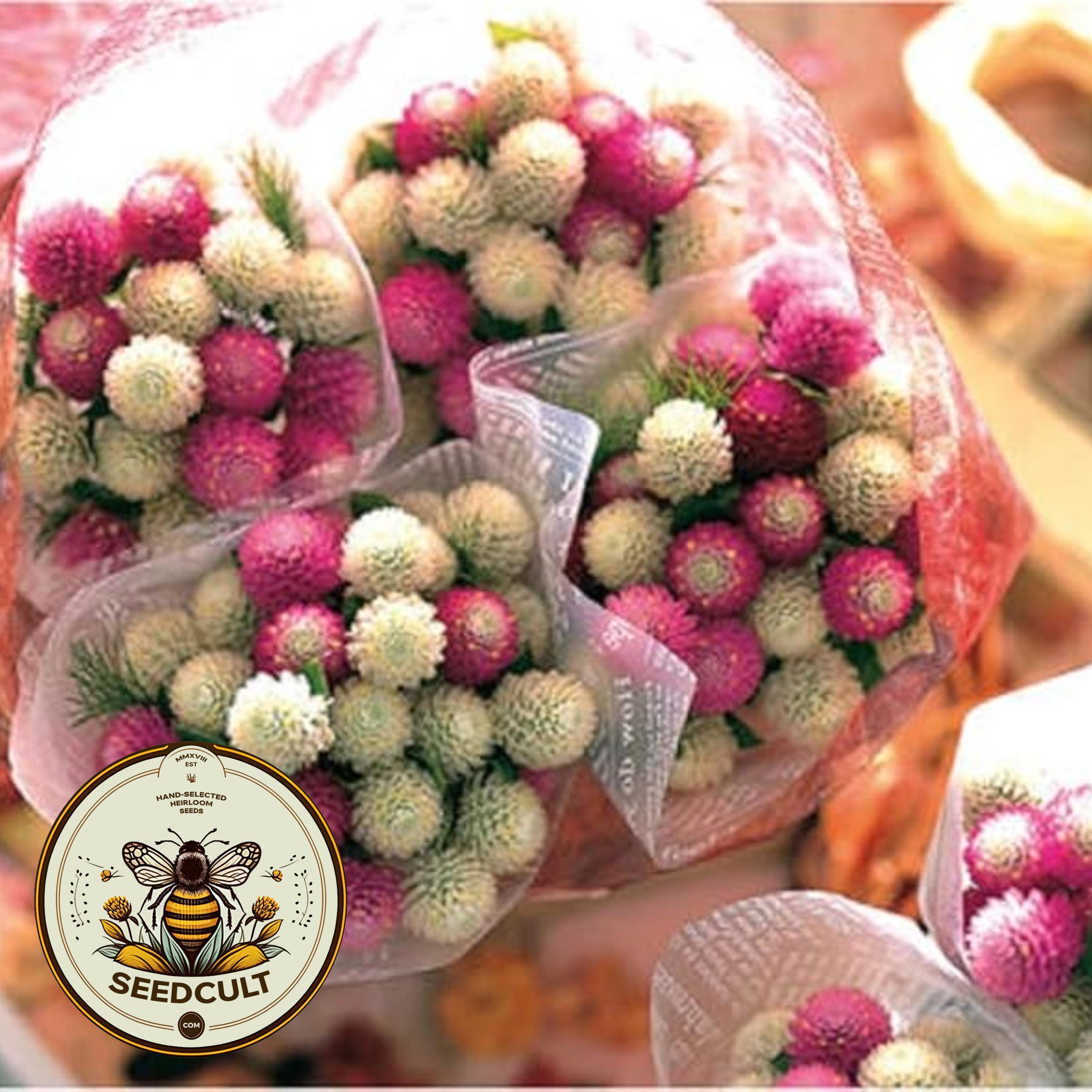 Mélange de graines de gomphrena pour barbe à papa, globe d'amarante GO1120