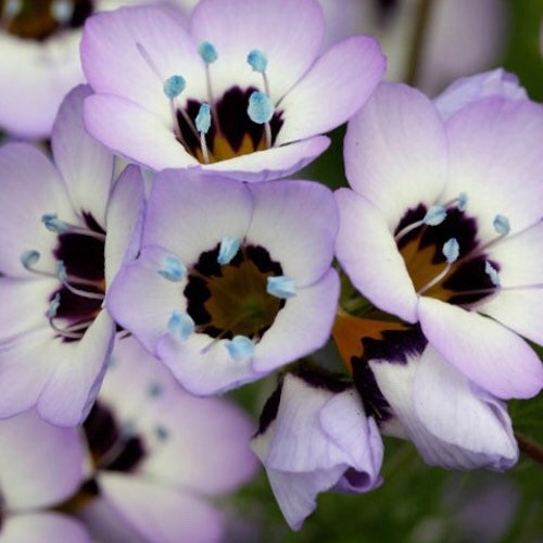 Bird’s Eye Gilia Seeds, Gilia Tricolor, Purple Trumpet Shaped Flower GI0175