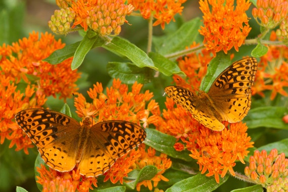 Silver Falls Seed Company - Orange Wildflower Mix