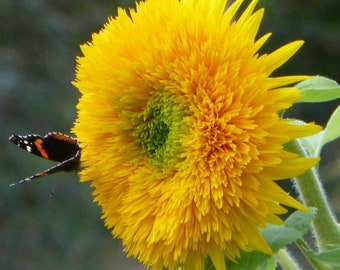 Teddy Bear Sunflower Seeds, Helianthus Annuum HA1840