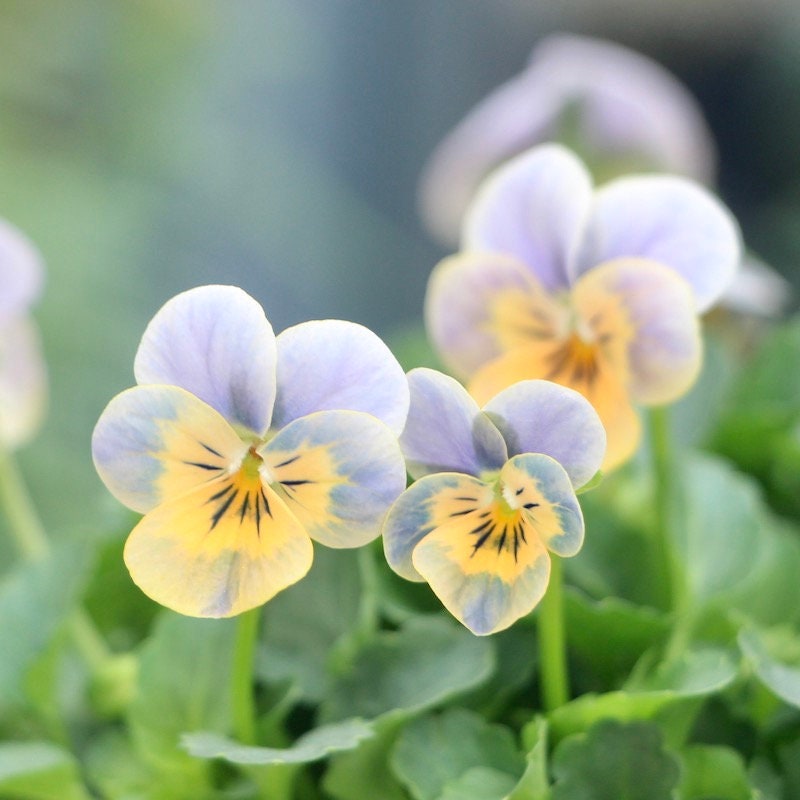 Miniola Heart Ice Blue Viola Seeds, Viola Hybrida VL1925 - Etsy