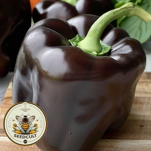 Chocolate Beauty Bell Pepper Seeds, Sweet Peppers, Capsicum Annuum, CS1425