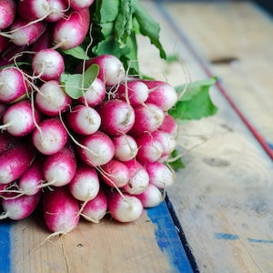 Bulk 500 French Breakfast Radish Seeds, Heirloom, Specialty Vegetable RA025C