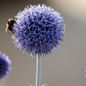 May include: A bee pollinates a purple globe thistle flower. The flower has a spiky texture and is in focus. The background is out of focus and a light brown color.