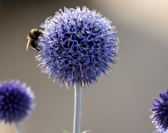 Blue Globe Thistle Seeds, Echinops Ritro EC4020