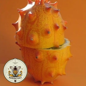 Horned Jelly Melon Seeds, Organic Cucumis Metuliferus, Spiked Melon, African Kiwano CU0515