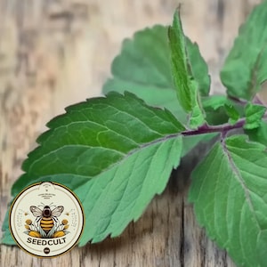 May include: Close-up of a green leafy plant with a purple stem. The plant is on a wooden surface. A logo for Seedcult is in the lower left corner of the image.