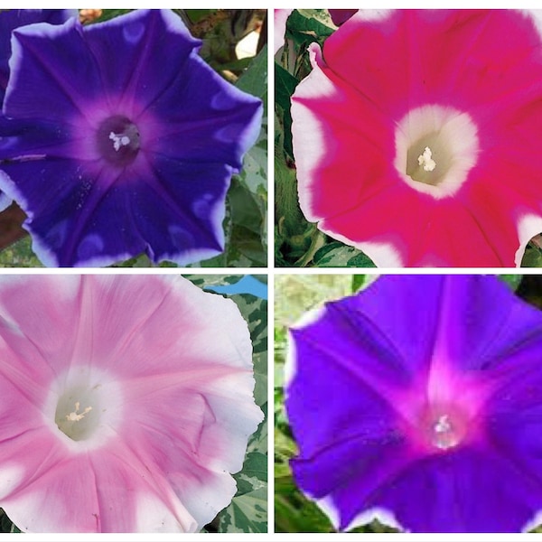 NEW! Mix Variegated Foliage Sun Smile Morning Glory Ground Cover Seeds, Not a vine! Ipomoea Purpurea IP1510